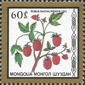 Rubus sachalinensis