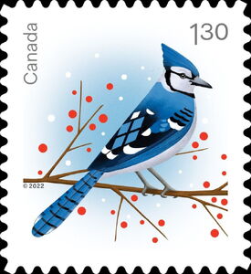 Blue Jay