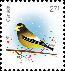 Evening Grosbeak (Coccothraustes vespertinus)