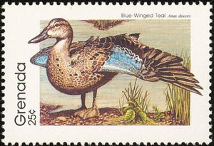 Blue-winged Teal (Anas discors)
