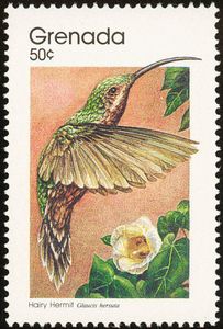 Rufous-breasted Hermit (Glaucis hirsuta)