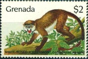 White-nosed Ichneumon (Cercopithecus schmidti) (see Descript