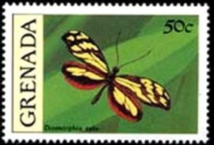 Haitian Mimic (Dismorphia spio)