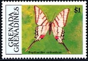 Papilionidae (Eurytides orthosilaus)