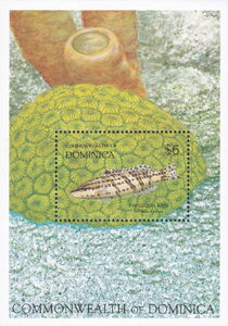 Harlequin Bass (Serranus tigrinus)