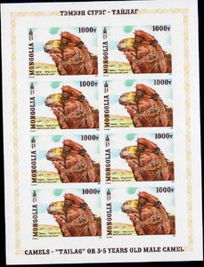 3-5 Years Old Male Camel