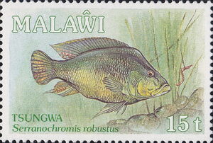 Tsungwa, Yellow-belly Bream (Serranochromis robustus)