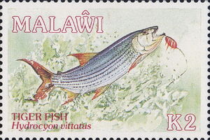 African Tigerfish (Hydrocynus vittatus)