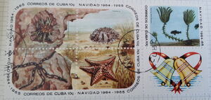 Starfish, Sea Urchins