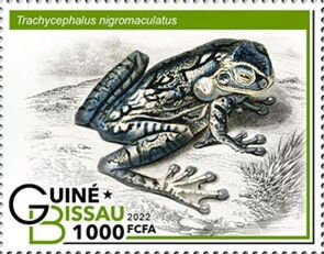 Trachycephalus nigromaculatus