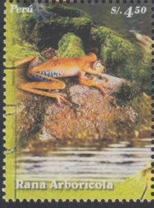 Blue-flanked treefrog (Hypsiboas calcaratus)