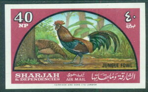 Red Junglefowl (Gallus gallus)