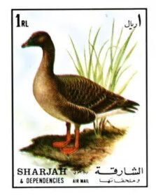 Pink-Footed Goose (Anser brachyrhynchus)