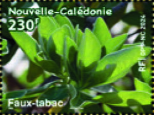 False Tobacco (Heliotropium arboreum)