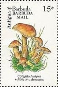 Collybia fusipes - Overprinted