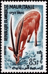 Scimitar Oryx (Oryx dammah)