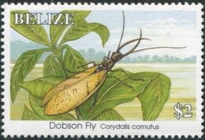 Dobson Fly (Corydalis cornutus)