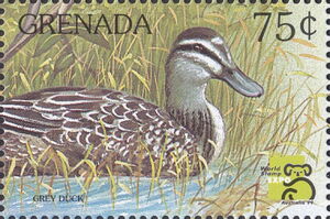Grey duck (Anas superciliosus)