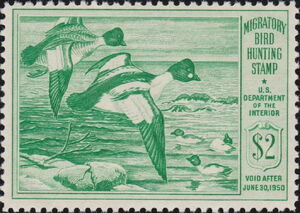 Common goldeneye (Bucephala clangula)