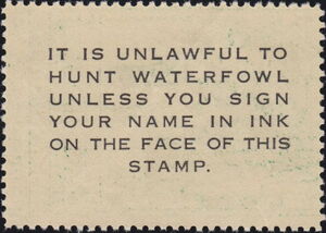 Common goldeneye (Bucephala clangula)