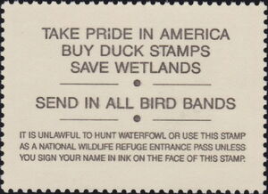 King eider (Somateria spectabilis)