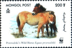 Przewalski’s Horse (Equus przewalskii)