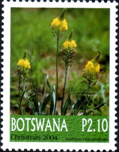 Bulbine narcissifolia