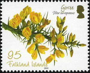 Gorse (Ulex europaeus)