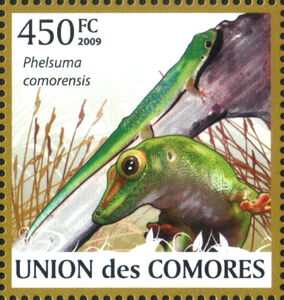 Comoros Day Gecko (Phelsuma comorensis)