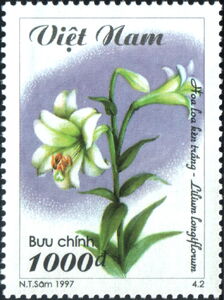 White Madonna Lily (Lilium longiflorum)