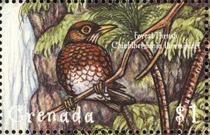 Forest Thrush (Cichlherminia lherminieri)