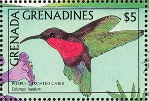 Purple-throated Carib (Eulampis jugularis)