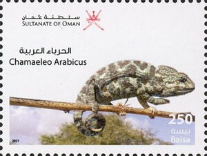 Arabian Chameleon (Chamaeleo arabicus)