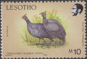 Helmeted Guineafowl (Numida meleagris)