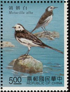 White Wagtail (Motacilla alba)