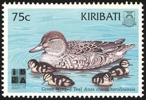 Green-winged Teal (Anas crecca carolinensis) - Female