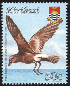Band-rumped Storm Petrel (Oceanodroma castro)