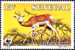 Dama Gazelle (Gazella dama)