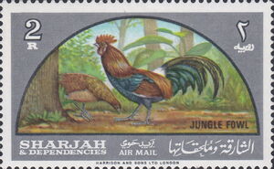 Red Junglefowl (Gallus gallus)