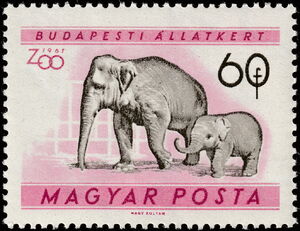 Asian Elephant (Elephas maximus)