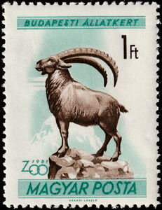 Alpine Ibex (Capra ibex)