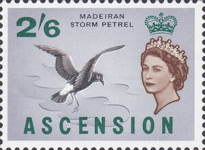 Maderian Storm Petrel (Hydrobates castro)