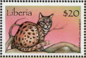 Leopard Cat (Prionailurus bengalensis)