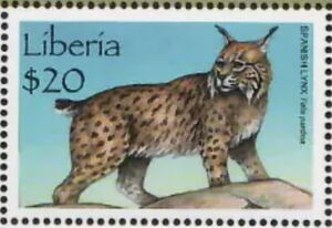Iberian Lynx (Lynx pardinus)