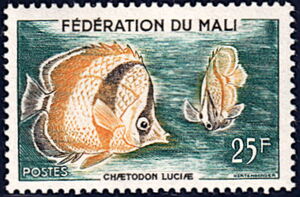 Three-banded Butterflyfish (Chaetodon luciae)