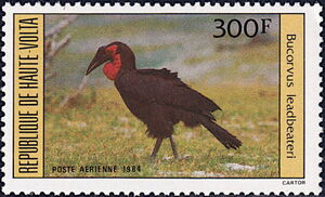 Southern Ground Hornbill (Bucorvus leadbeateri)