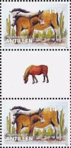 Donkey (Equus asinus asinus)