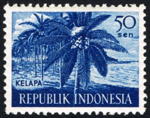 Coconut (Cocos nucifera)