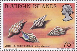 Virgin Island Latirus (Latirus virginensis) 