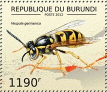 Vespula germanica